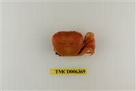 藏品(顯著表方蟹)的圖片